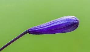 Attēlu rezultāti vaicājumam “Dactylorhiza russowii bud”