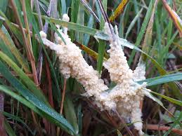 Attēlu rezultāti vaicājumam “Didymium spongiosum”