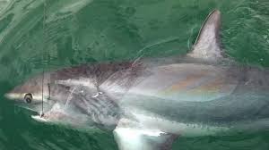 Image result for Chichester Sharks