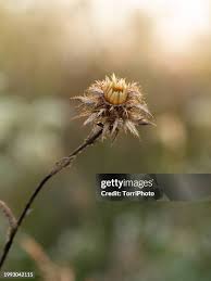 Attēlu rezultāti vaicājumam “Carlina biebersteinii bud”