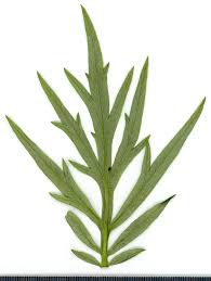 Attēlu rezultāti vaicājumam “Artemisia vulgaris leaf”