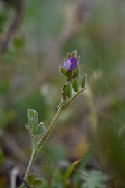 Attēlu rezultāti vaicājumam “Vicia lathyroides”