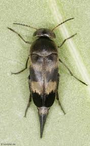 Attēlu rezultāti vaicājumam “Mordellidae”