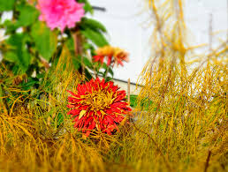 Image result for Chrysanthemum spectabile