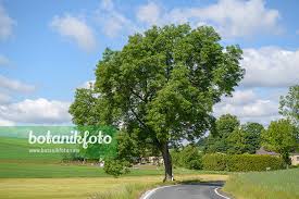 Attēlu rezultāti vaicājumam “Fraxinus excelsior”