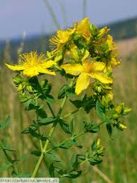 Image result for Hypericum perforatum