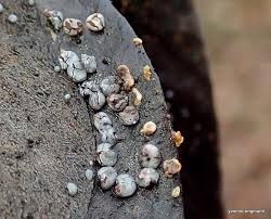 Attēlu rezultāti vaicājumam “Diderma hemisphaericum”