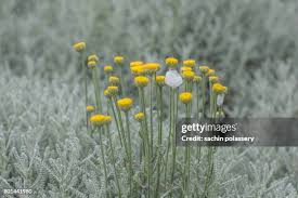 Attēlu rezultāti vaicājumam “Aphrophoridae nymph”