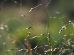 Attēlu rezultāti vaicājumam “Anisantha tectorum fruit”