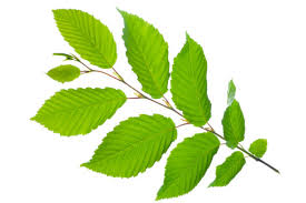 Attēlu rezultāti vaicājumam “Carpinus betulus leaf”