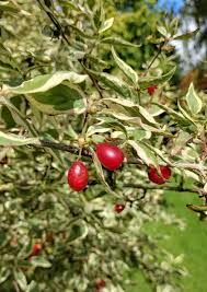 Attēlu rezultāti vaicājumam “Cornus mas fruit”