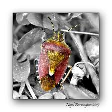 Attēlu rezultāti vaicājumam “Dolycoris baccarum”