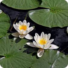 Attēlu rezultāti vaicājumam “Nymphaea alba flower”