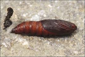 Attēlu rezultāti vaicājumam “Hedya salicella”