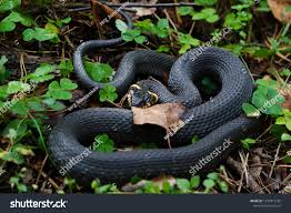 Attēlu rezultāti vaicājumam “Natrix natrix”