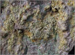 Attēlu rezultāti vaicājumam “Chaenotheca ferruginea”