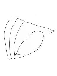 Attēlu rezultāti vaicājumam “Ommatoiulus vilnensis”