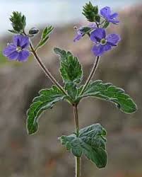 Image result for Veronica chamaedrys