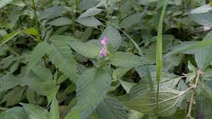 Attēlu rezultāti vaicājumam “Galeopsis bifida leaf”