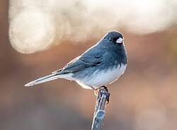Image result for Junco hyemalis
