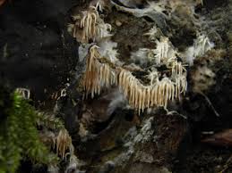 Attēlu rezultāti vaicājumam “Hydnocristella himantia”