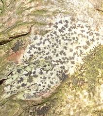 Attēlu rezultāti vaicājumam “Arthonia vinosa”