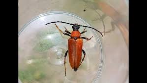 Attēlu rezultāti vaicājumam “Saperda scalaris”