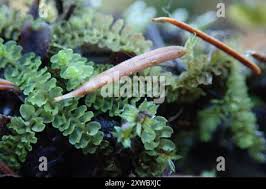 Attēlu rezultāti vaicājumam “Trilophozia quinquedentata”