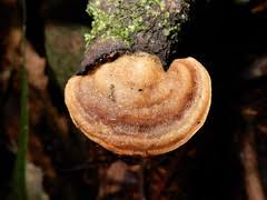 Attēlu rezultāti vaicājumam “Gloeophyllum trabeum”