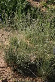 Attēlu rezultāti vaicājumam “Festuca psammophila”