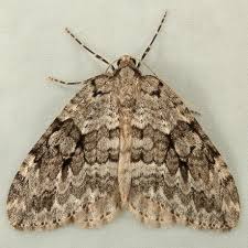 Attēlu rezultāti vaicājumam “Epirrita sp.”