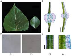 Attēlu rezultāti vaicājumam “Populus simonii leaf”