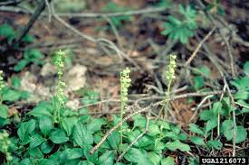 Attēlu rezultāti vaicājumam “Orthilia secunda fruit”