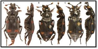 Attēlu rezultāti vaicājumam “Silphidae”