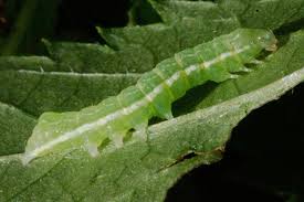 Attēlu rezultāti vaicājumam “Melanchra persicariae”