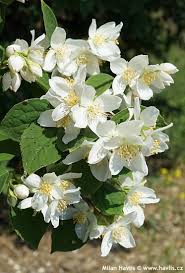 Attēlu rezultāti vaicājumam “Philadelphus lemoinei”