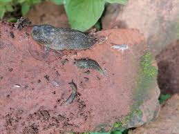 Image result for pheega