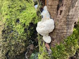 Attēlu rezultāti vaicājumam “Brefeldia maxima plasmodium”