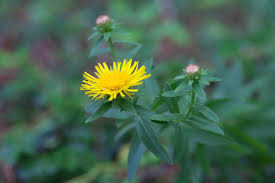 Attēlu rezultāti vaicājumam “Inula salicina leaf”