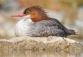 Attēlu rezultāti vaicājumam “Mergus merganser female”