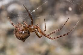 Attēlu rezultāti vaicājumam “Theridiidae”