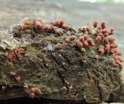 Attēlu rezultāti vaicājumam “Arcyria denudata”