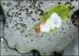 Attēlu rezultāti vaicājumam “Parmelina tiliacea”