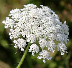 Attēlu rezultāti vaicājumam “Umbelliferae”