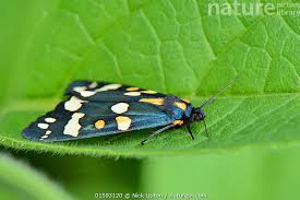 Attēlu rezultāti vaicājumam “Callimorpha dominula”