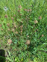 Attēlu rezultāti vaicājumam “Poterium sanguisorba flower”