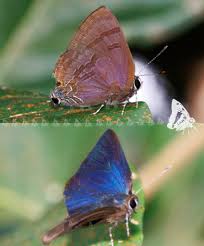 Attēlu rezultāti vaicājumam “Theclinae”