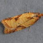 Attēlu rezultāti vaicājumam “Acleris aspersana”