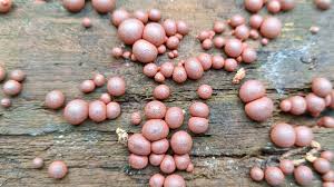 Attēlu rezultāti vaicājumam “Lycogala leopardinum”