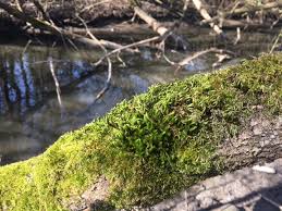 Attēlu rezultāti vaicājumam “Leucodon sciuroides”